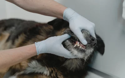 3 Signs It’s Time for the First Pet Dental Cleaning