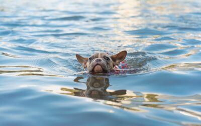 Essential Guidelines for Ensuring Safe Swimming Sessions with Your Beloved Pet