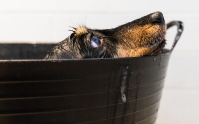 Discovering the Perfect Shampoo for Your Canine’s Bathing Experience