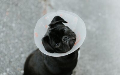 Strategies for Supporting Pet Recovery Post-Surgery