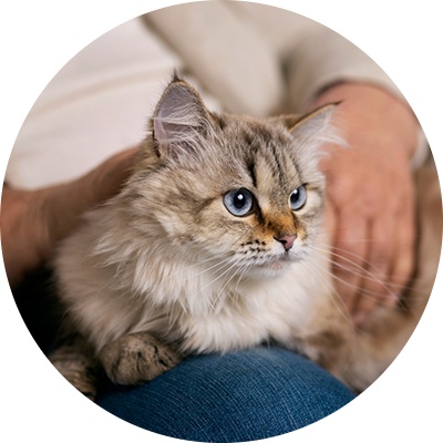 person holding a cat