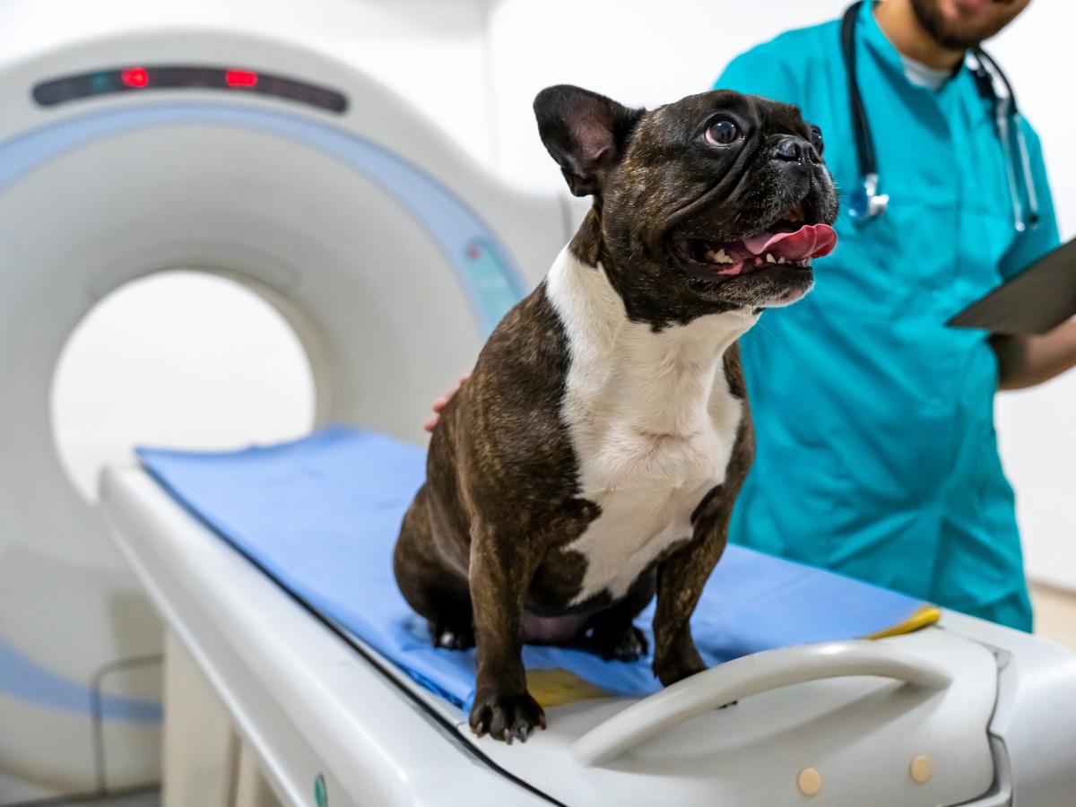 A dog sits on a table in front of an MRI machine