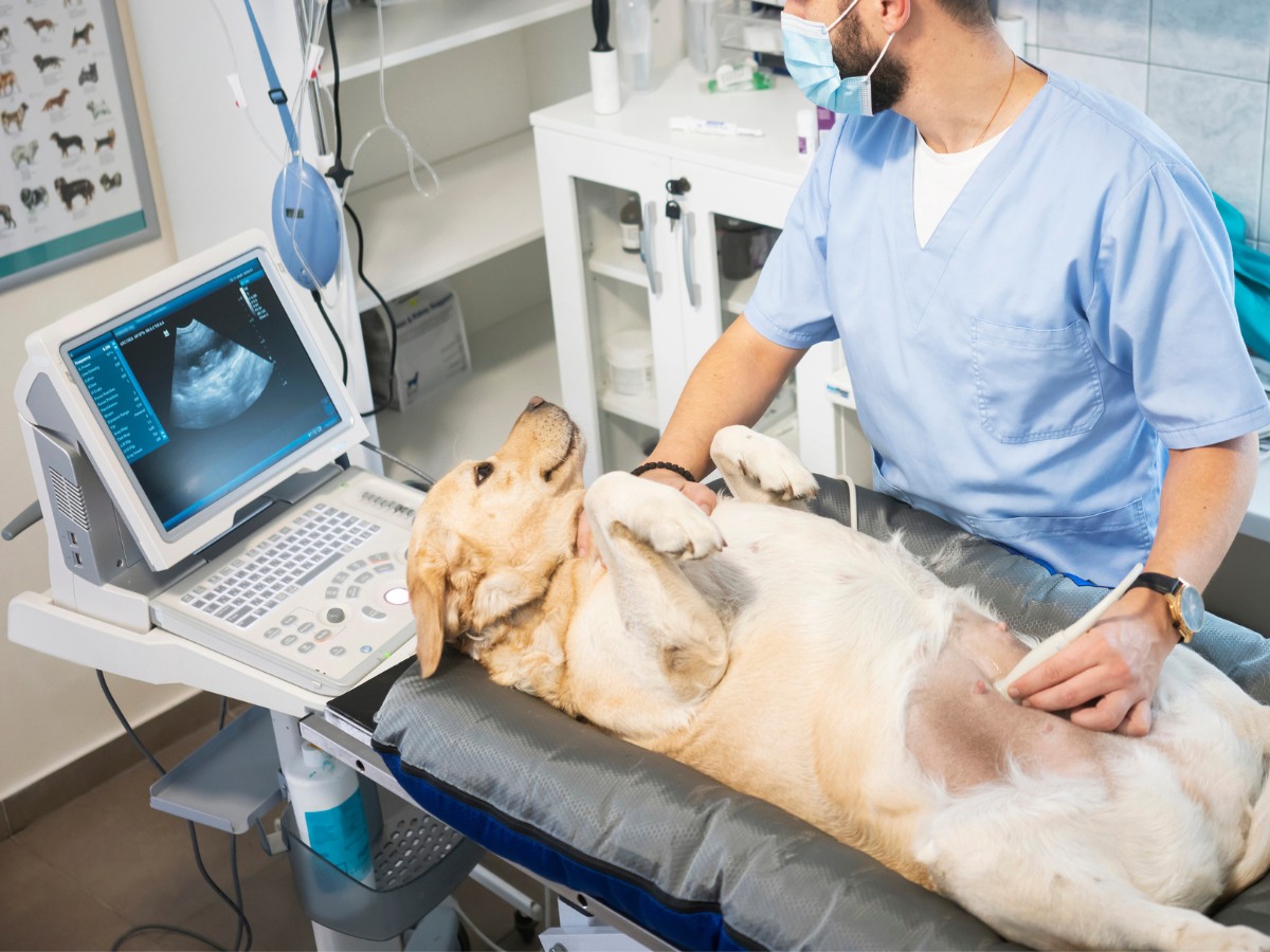 Veterinarian doing ultrasound on dog