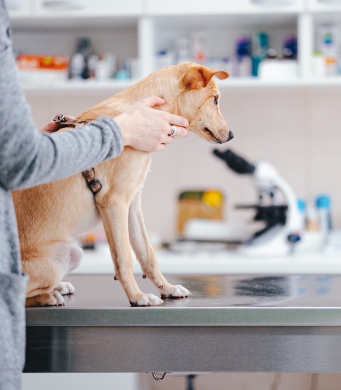 Young Dog Sitting on the Table