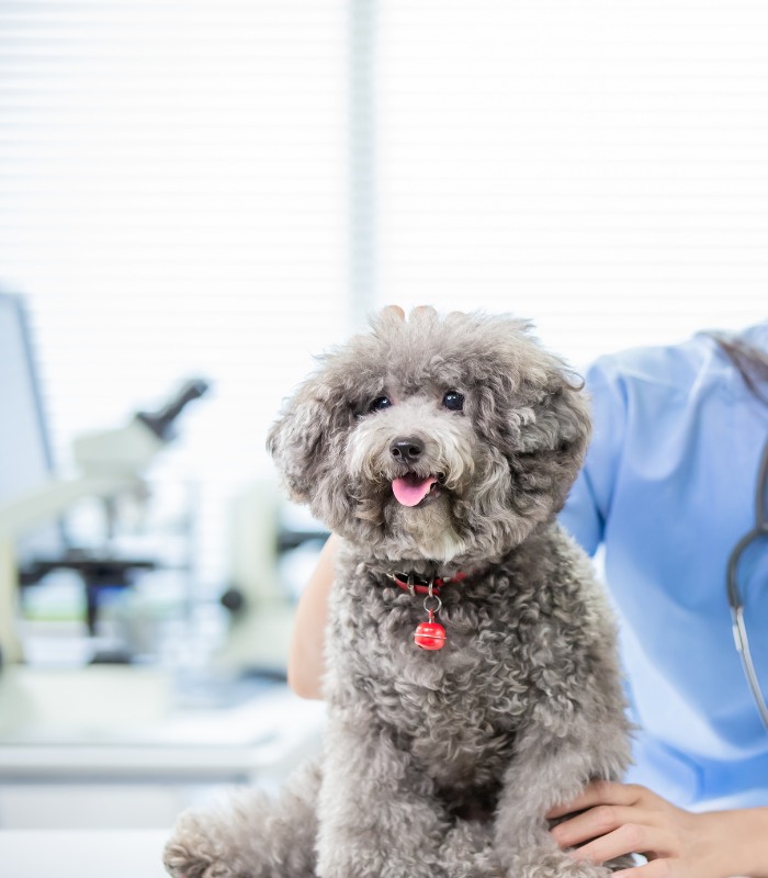 vet is smiling while holding a small dog in her arms